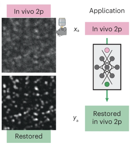 Cross-modality supervised image restoration enables nanoscale tracking of synaptic plasticity in living mice