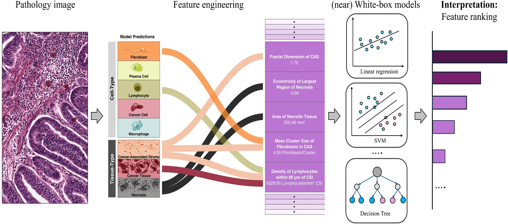 Interpreting interpretable AI in digital pathology